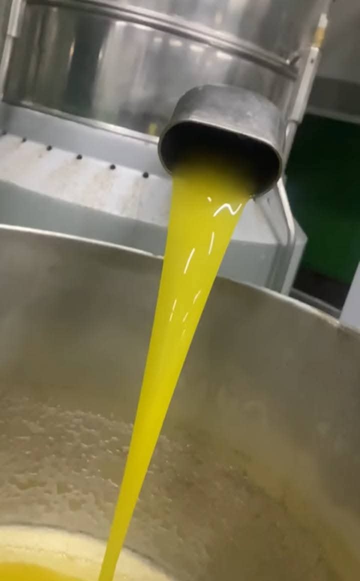 Close-up of golden-green olive oil pouring from extraction nozzle