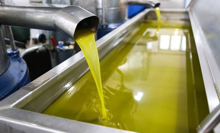 Fresh olive oil flowing from the Pieralisi press into collection trough